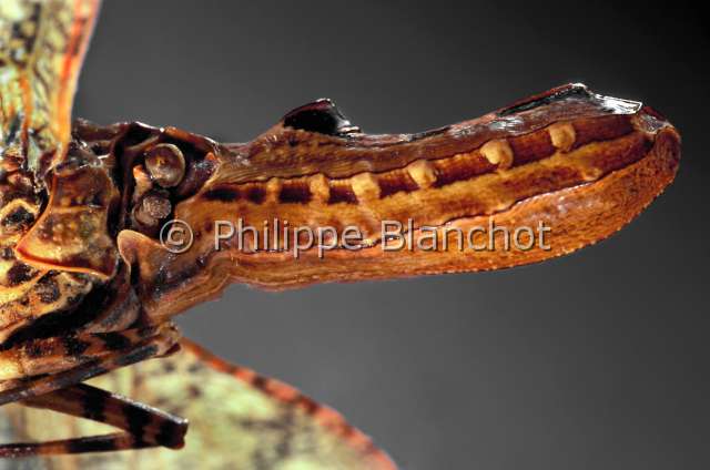 Fulgora lucifera.JPG - Fulgora lucifera (Portrait)Fulgore porte lanternePeaned headed bugHemipteraFulgoridaeBresil